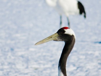 2022年12月28日(水) 阿寒国際ツルセンターの野鳥観察記録