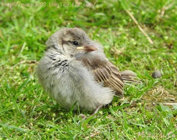 House Sparrow スイス Sat, 7/16/2016