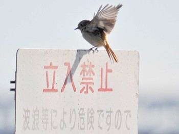 ジョウビタキ 久慈川(袋田付近) 2022年12月24日(土)