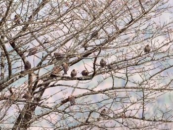 2022年12月28日(水) 筑波山の野鳥観察記録