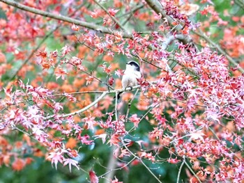 2022年12月28日(水) こども自然公園 (大池公園/横浜市)の野鳥観察記録