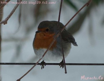 European Robin スイス Tue, 1/3/2017