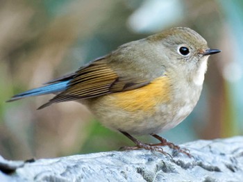 2022年12月28日(水) こども自然公園 (大池公園/横浜市)の野鳥観察記録