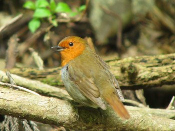 Japanese Robin Unknown Spots Sat, 4/23/2016