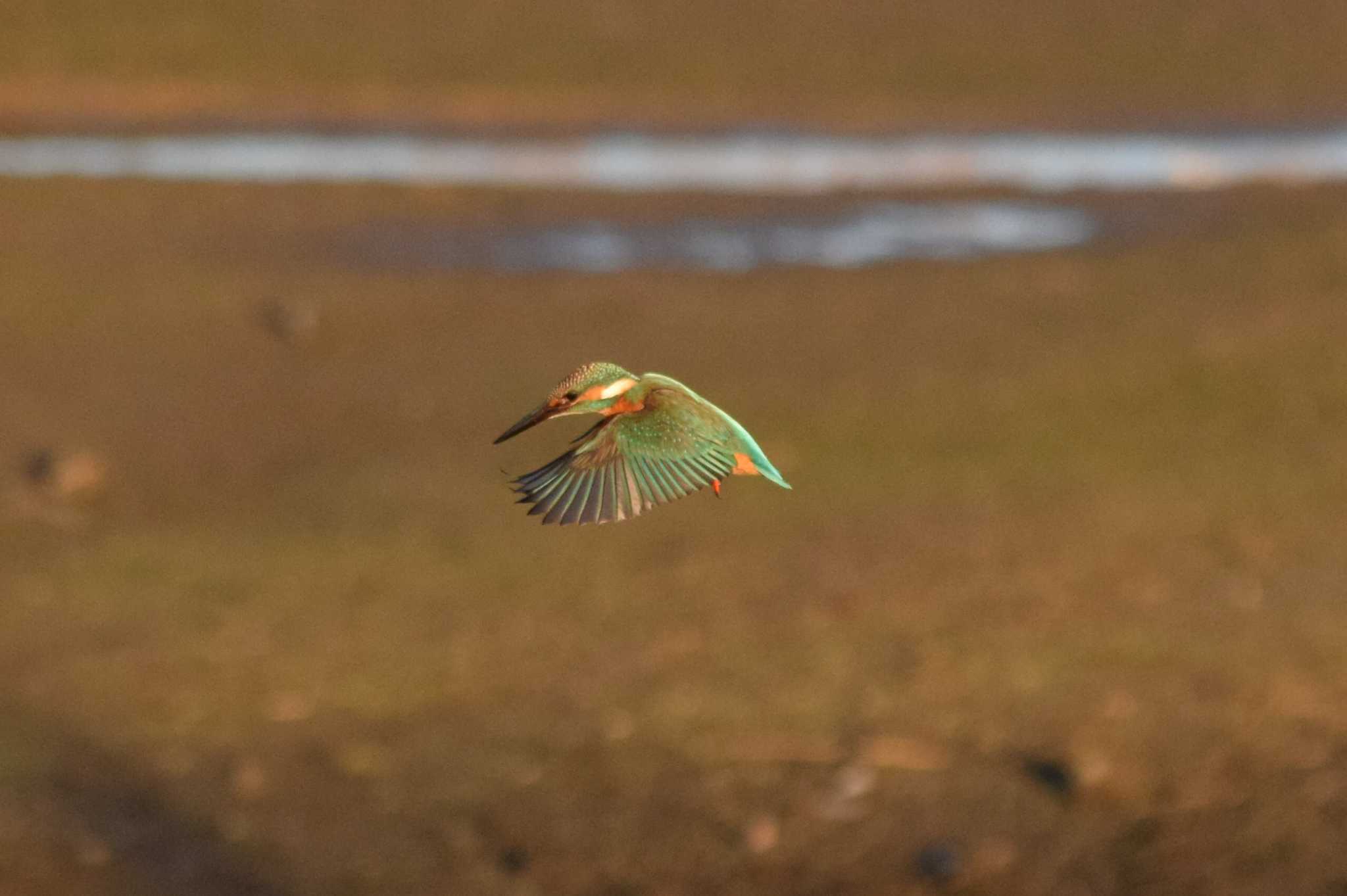 Common Kingfisher