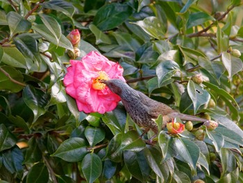 Brown-eared Bulbul Nagahama Park Wed, 12/28/2022