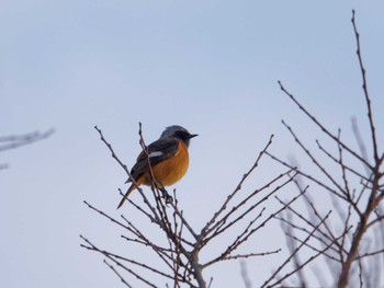 Daurian Redstart Nagahama Park Wed, 12/28/2022