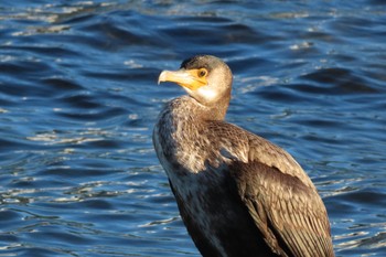 ウミウ 東京港野鳥公園 2022年12月27日(火)