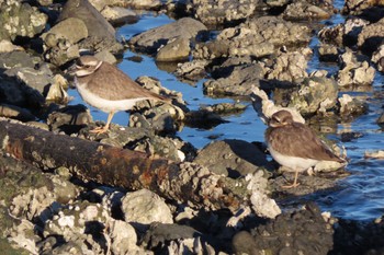 イカルチドリ 東京港野鳥公園 2022年12月27日(火)