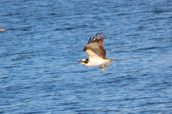 2022年12月27日(火) 東京港野鳥公園の野鳥観察記録