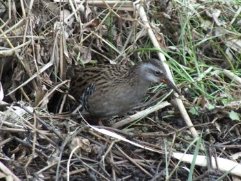 Brown-cheeked Rail 生田緑地 Wed, 12/28/2022