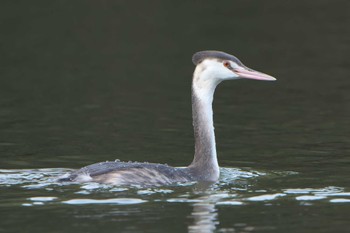 2022年12月25日(日) 明石の野鳥観察記録