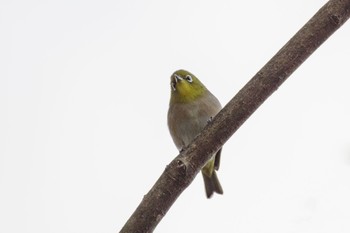 Warbling White-eye 檜町公園(東京ミッドタウン) Wed, 12/28/2022