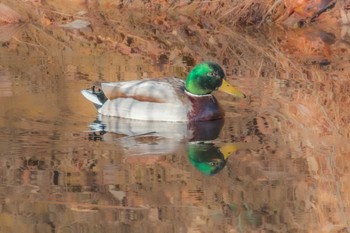 Mallard Miyagi Kenminnomori Wed, 12/28/2022