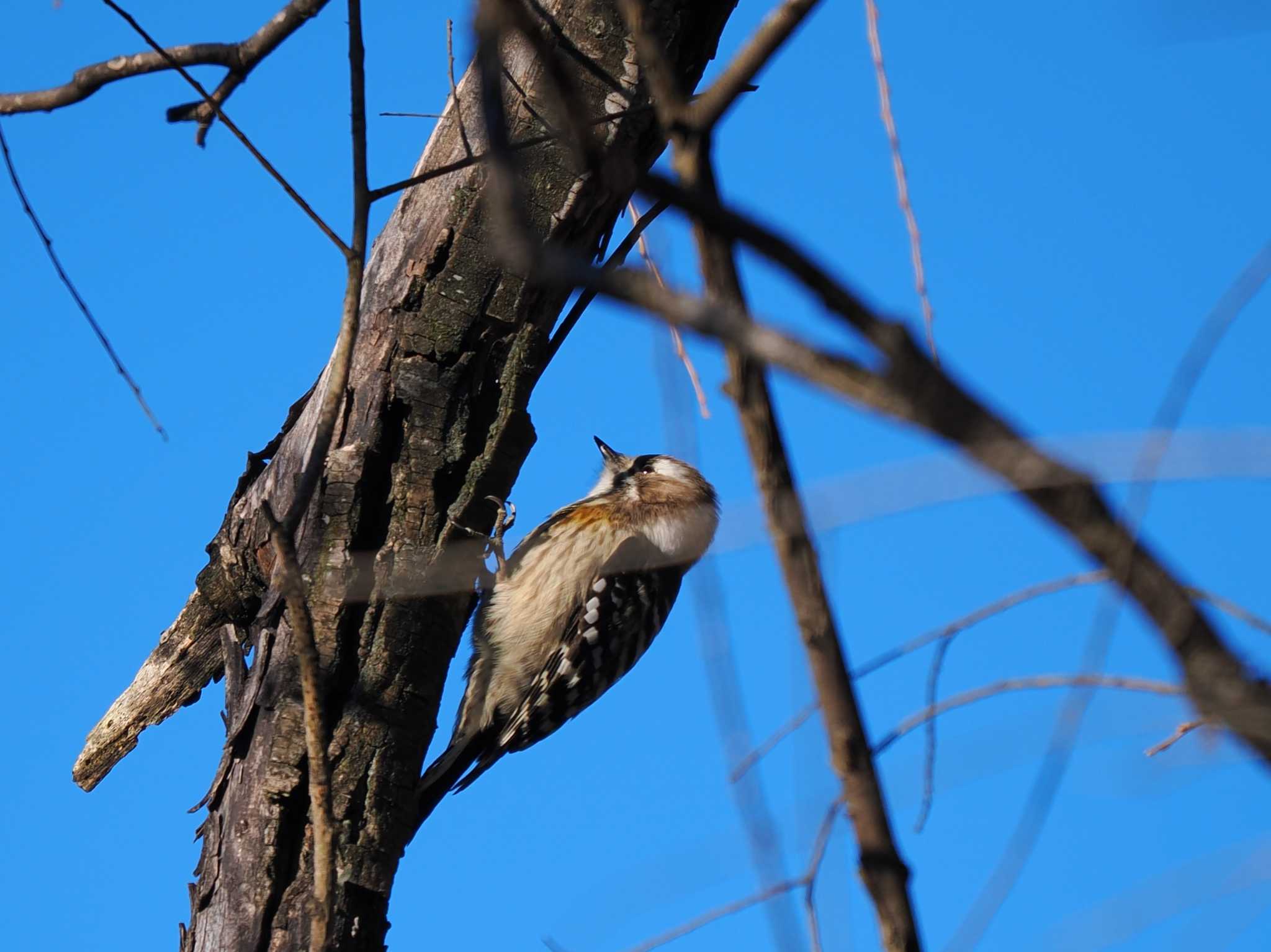 Japanese Pygmy Woodpecker