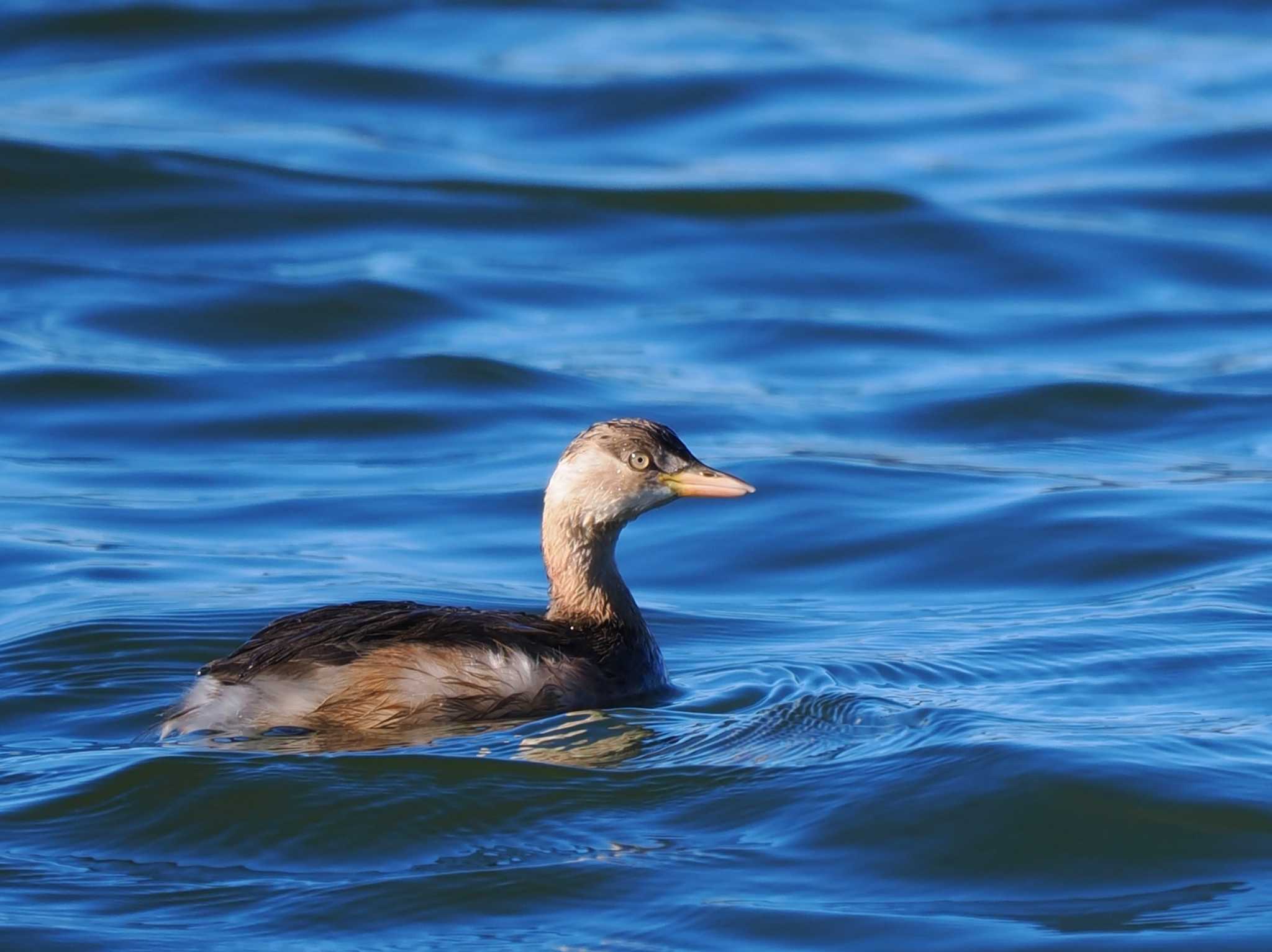 Little Grebe