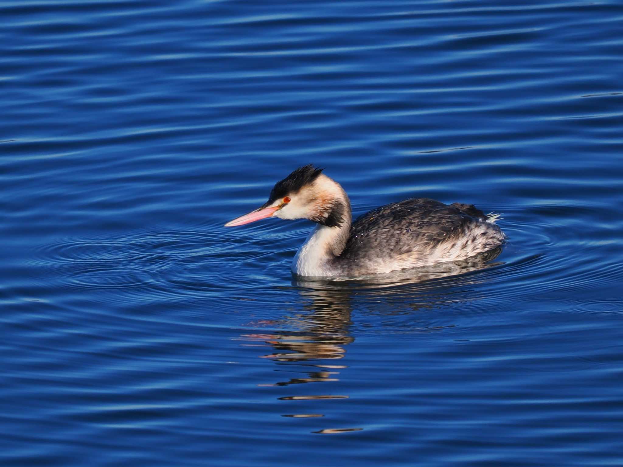 Great Crested Grebe