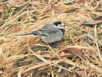 White Wagtail(alba) スイス Fri, 2/10/2017