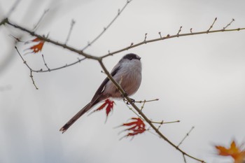 Long-tailed Tit 檜町公園(東京ミッドタウン) Wed, 12/28/2022