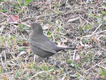 Chinese Blackbird スイス Fri, 2/10/2017