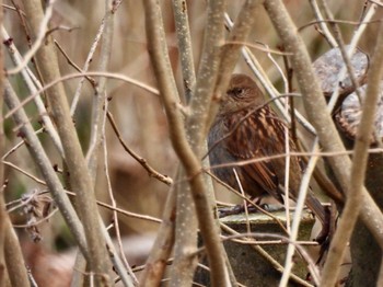 Wed, 12/28/2022 Birding report at Mt. Tsukuba