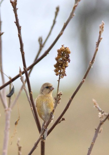 Siberian Long-tailed Rosefinch 杭瀬川スポーツ公園 Tue, 12/13/2022