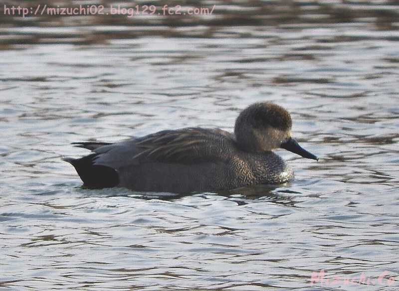 Gadwall