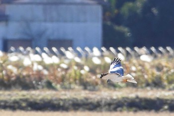 ハイイロチュウヒ 利根川コジュリン公園 2022年12月20日(火)