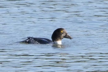 2022年12月4日(日) 東京港野鳥公園の野鳥観察記録