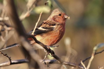 Siberian Long-tailed Rosefinch 武庫川 Sat, 12/24/2022