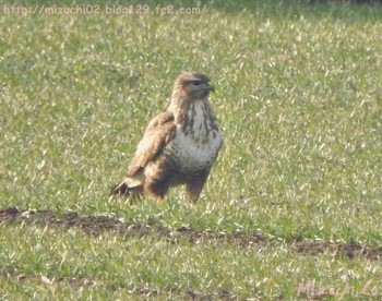 2017年2月12日(日) スイスの野鳥観察記録