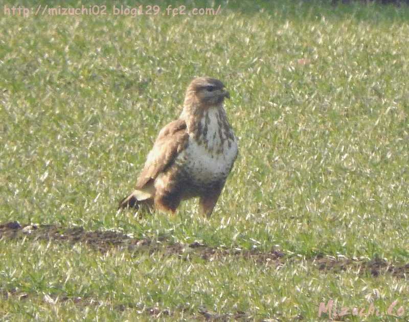 Common Buzzard