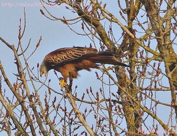 Red Kite スイス Sun, 2/12/2017