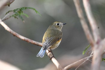 2022年12月25日(日) 井頭公園の野鳥観察記録