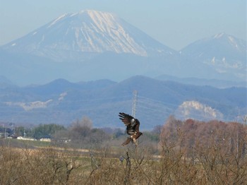 2022年12月28日(水) 渡良瀬遊水地の野鳥観察記録