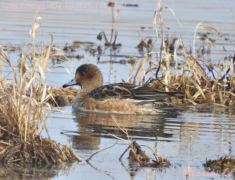 Eurasian Wigeon