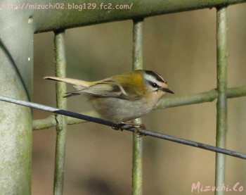 Common Firecrest スイス Wed, 2/15/2017