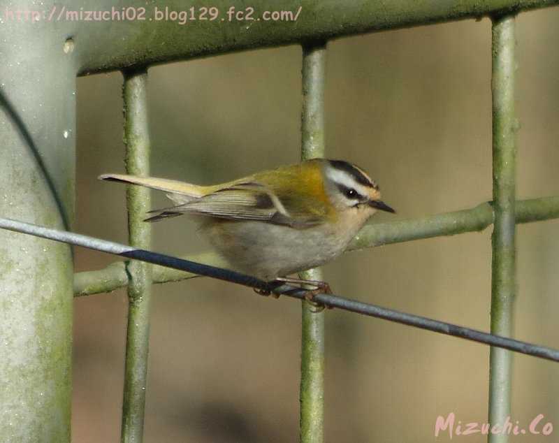 Photo of Common Firecrest at スイス by 蛟（みずち）