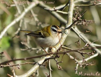 Common Firecrest スイス Wed, 2/15/2017