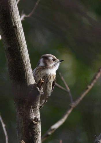 Japanese Pygmy Woodpecker 岩藤新池 Mon, 12/19/2022