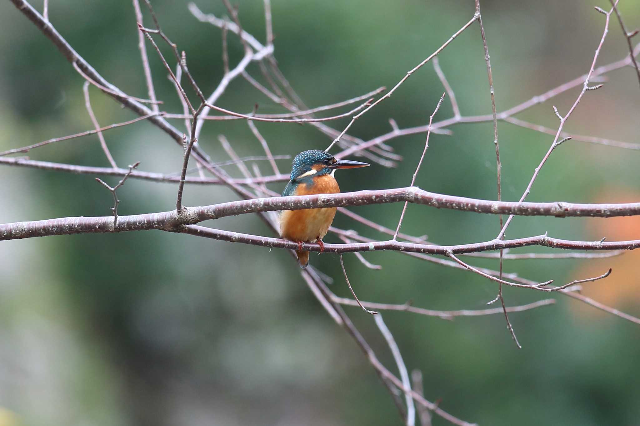 明石公園のカワセミ