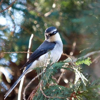 Ryukyu Minivet Machida Yakushiike Park Unknown Date