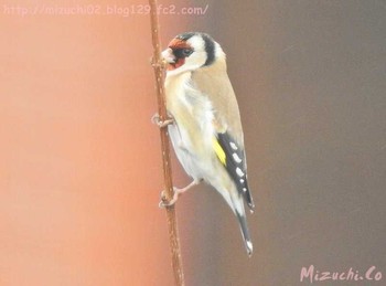 European Goldfinch スイス Tue, 2/21/2017