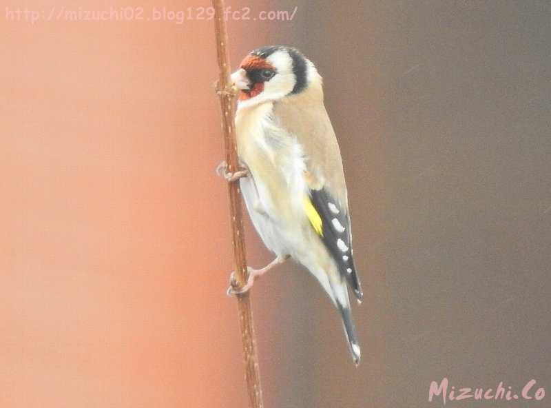 Photo of European Goldfinch at スイス by 蛟（みずち）