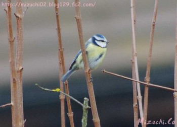 Eurasian Blue Tit スイス Tue, 2/21/2017