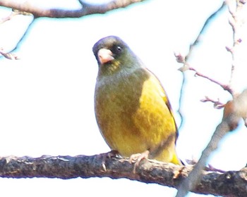 2022年12月29日(木) 大仙公園の野鳥観察記録