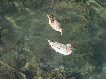 2022年12月29日(木) 妙正寺川の野鳥観察記録