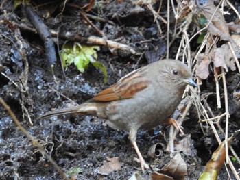 2022年12月29日(木) 早戸川林道の野鳥観察記録