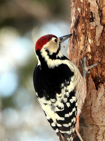 2022年12月17日(土) 野幌森林公園の野鳥観察記録