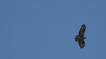 Eastern Buzzard 愛東 Wed, 12/28/2022